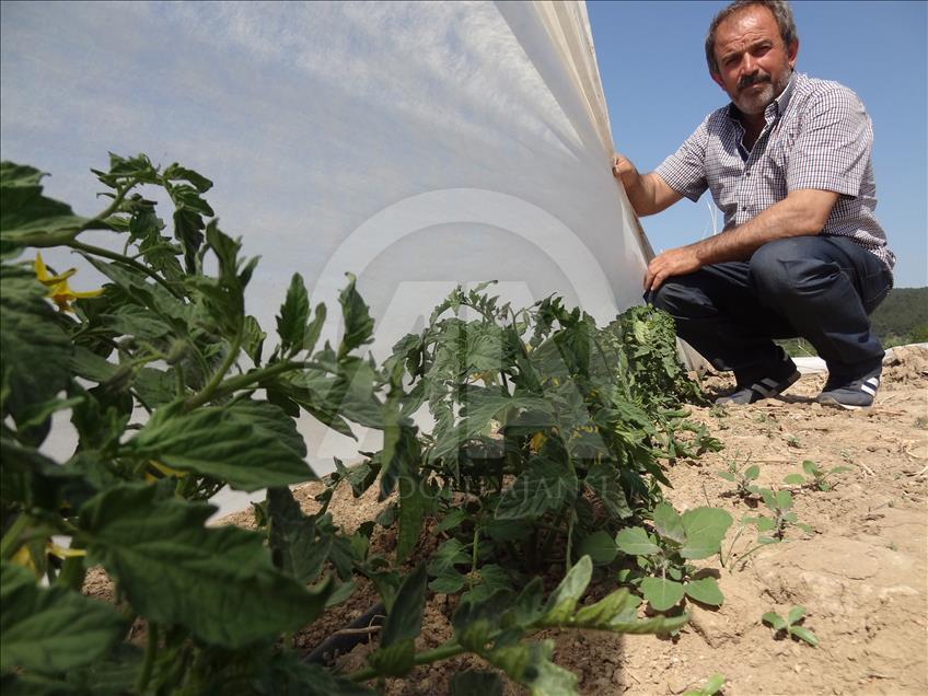 Çanakkale domatesinde yüksek rekolte beklentisi
