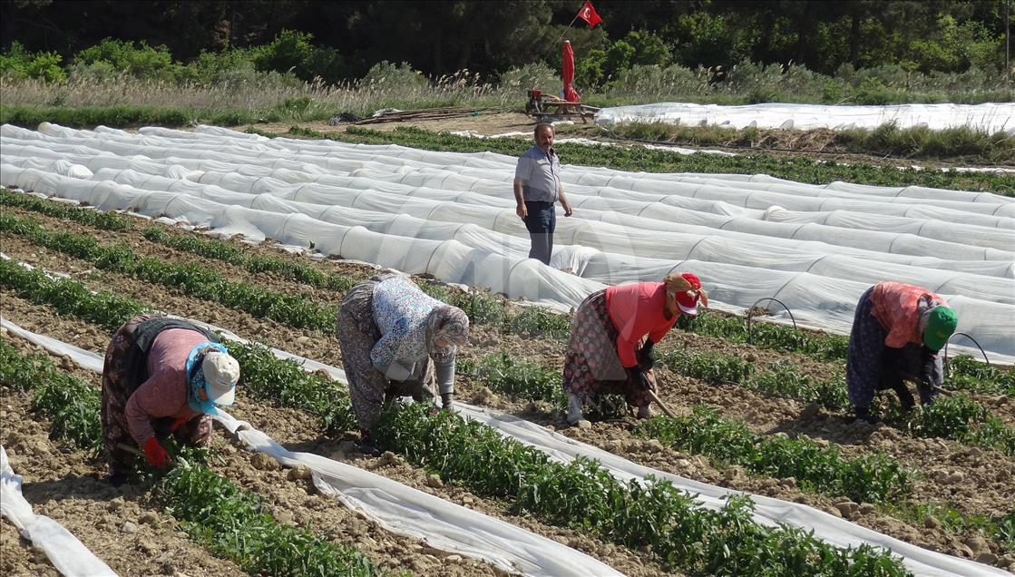 Çanakkale domatesinde yüksek rekolte beklentisi
