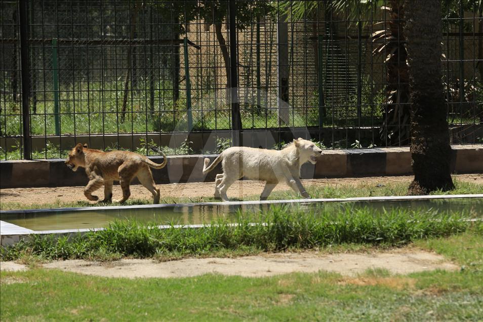 "Luani i bardhë" i Bagdadit po rritet 
