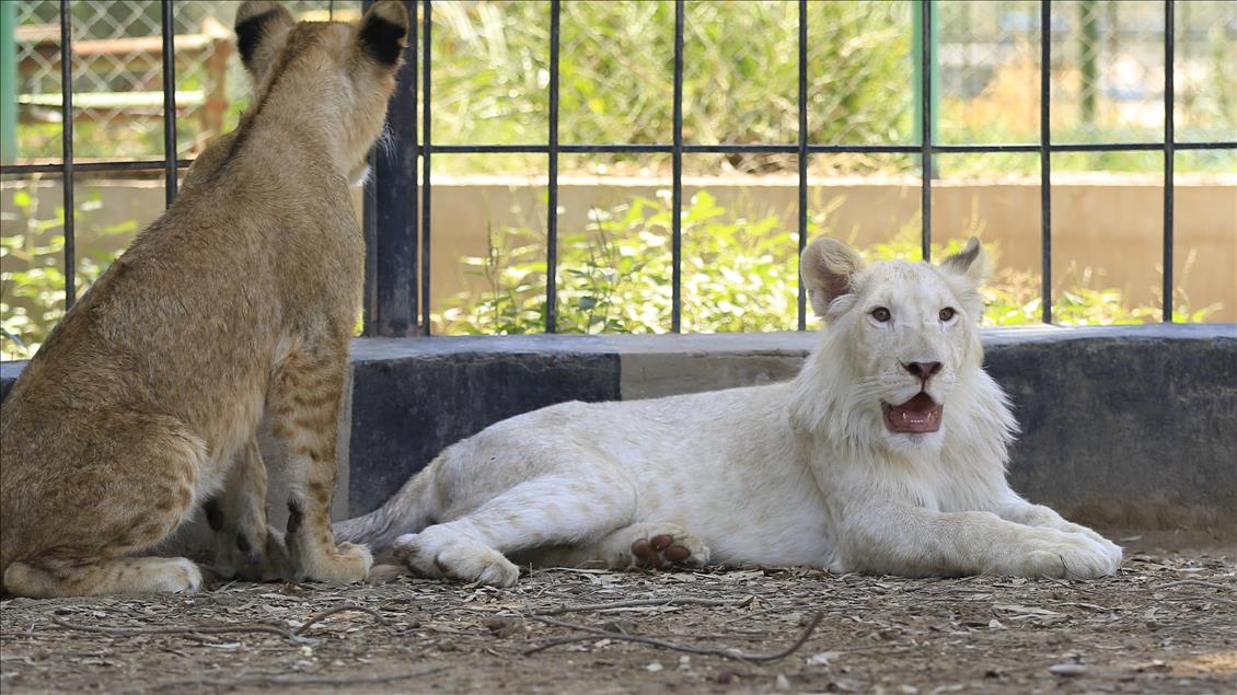 A rare white lion in Baghdad