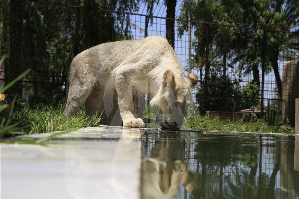 A rare white lion in Baghdad