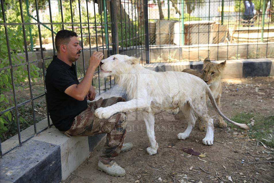 "Luani i bardhë" i Bagdadit po rritet 
