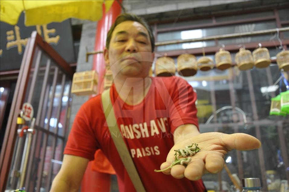 Çin'in pazar tezgahlarında 1400 yıllık "çekirge kültürü"