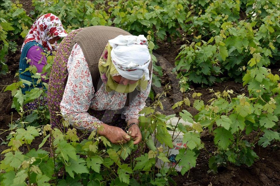 "ورق العنب" مصدر دخل للسيدات في "طوقات" التركية
