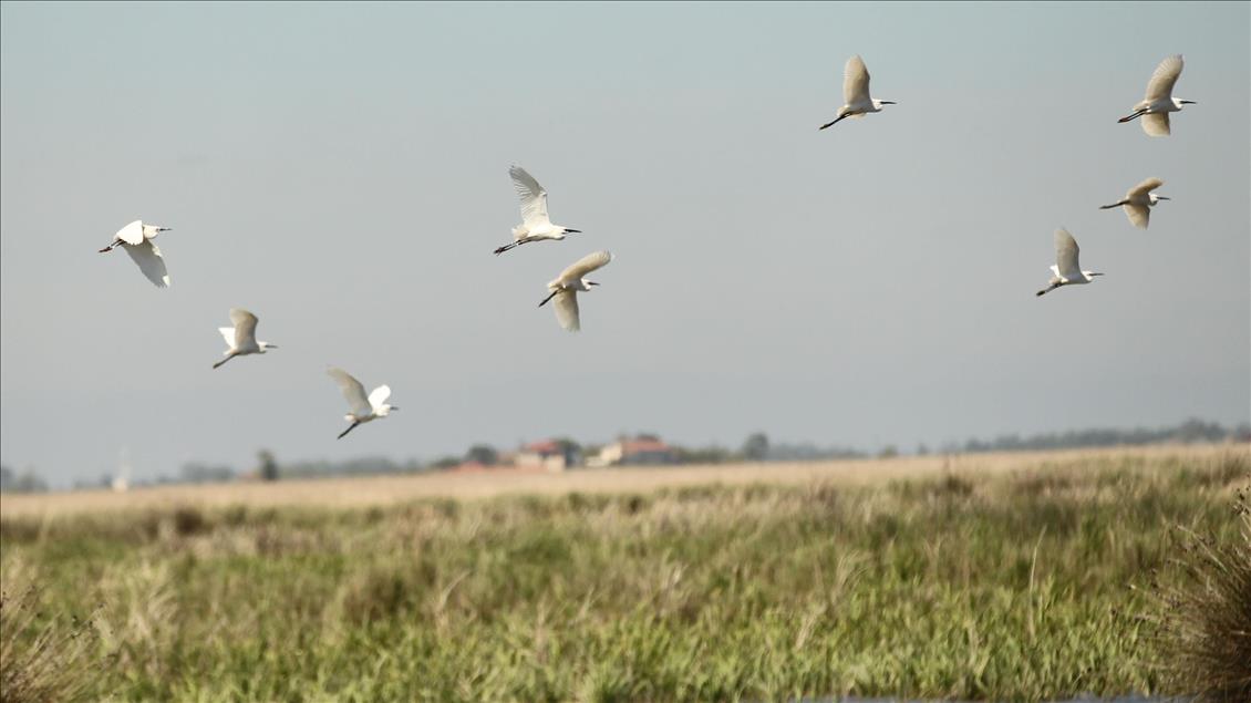 Kızılırmak Deltası'nda kuş popülasyonu arttı
