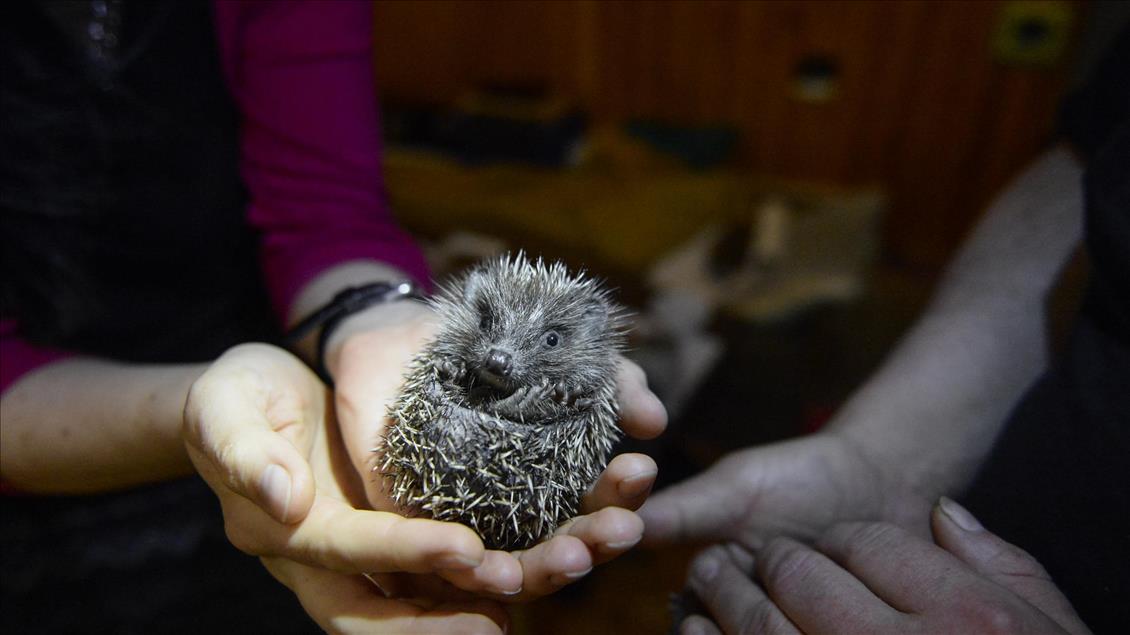 Hedgehogs Rescue Center In Poland Anadolu Ajansı