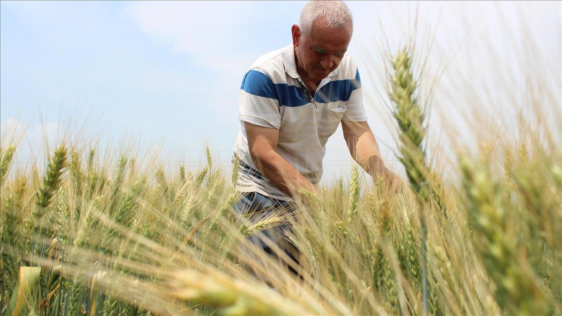 'En Verimlisini Arayan' Çiftçi 32 Çeşit Tohumu Gözlüyor