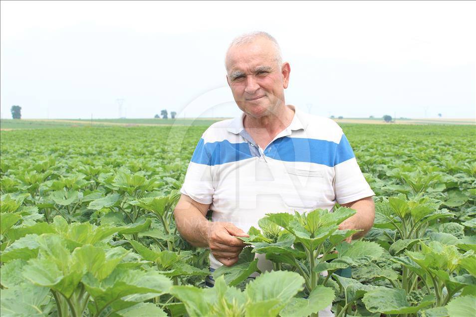 'En Verimlisini Arayan' Çiftçi 32 Çeşit Tohumu Gözlüyor