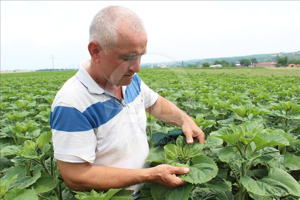 'En Verimlisini Arayan' Çiftçi 32 Çeşit Tohumu Gözlüyor