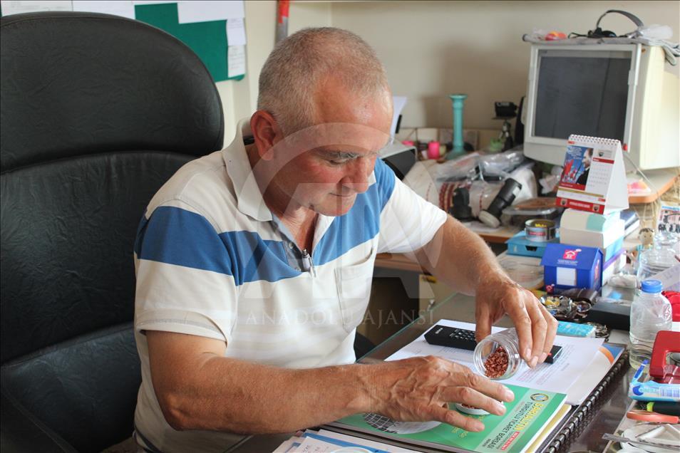 'En Verimlisini Arayan' Çiftçi 32 Çeşit Tohumu Gözlüyor