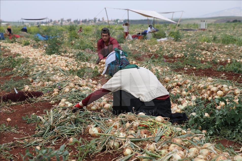 Hatay'ın sebze ve meyveleri dünya sofralarını süslüyor
