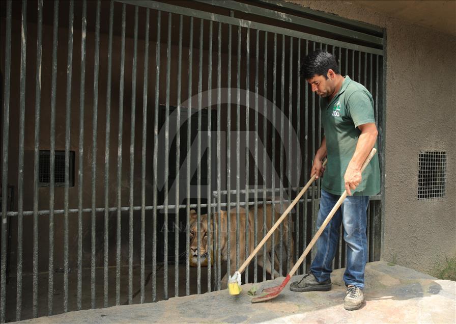 Yırtıcıların arasında tehlikeli mesai