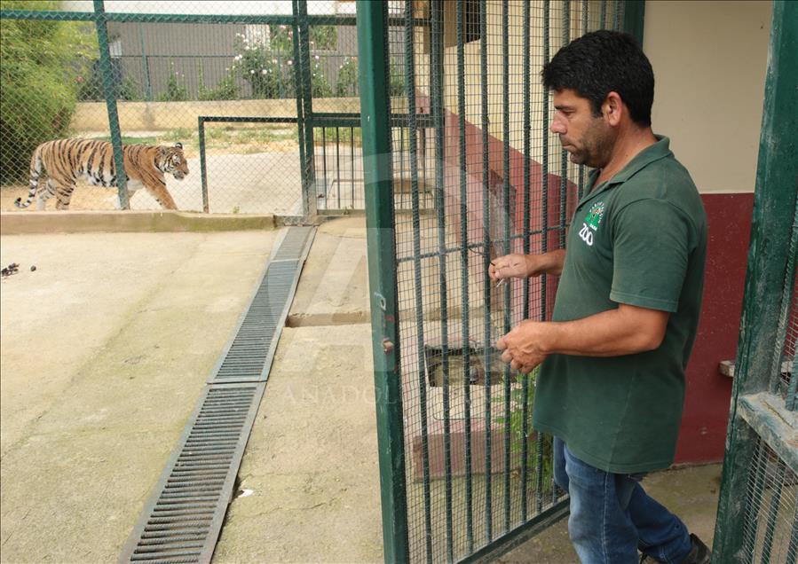 Yırtıcıların arasında tehlikeli mesai