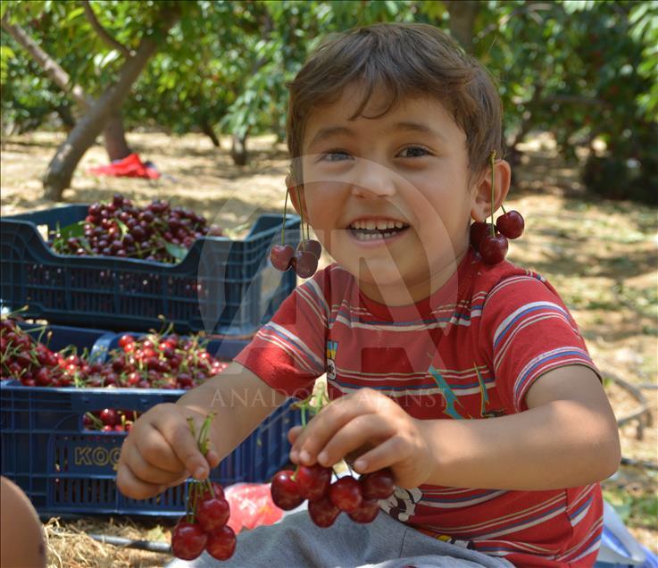 70 lira yevmiye ile kiraz topluyorlar