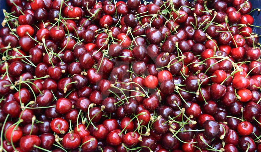 70 lira yevmiye ile kiraz topluyorlar