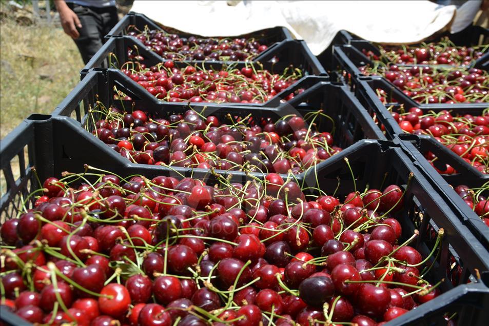 70 lira yevmiye ile kiraz topluyorlar