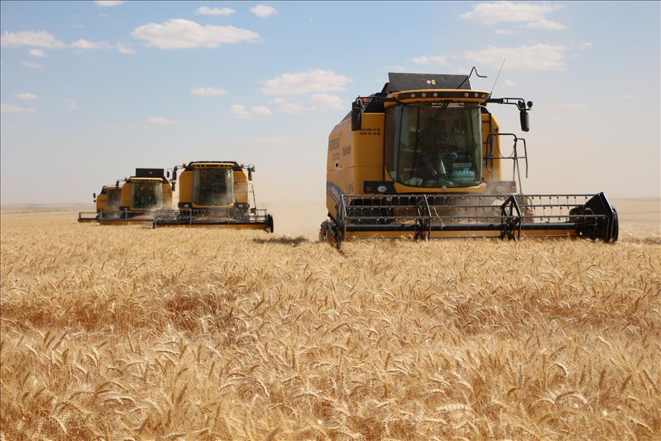 Wheat harvest in Turkey's Sanliurfa