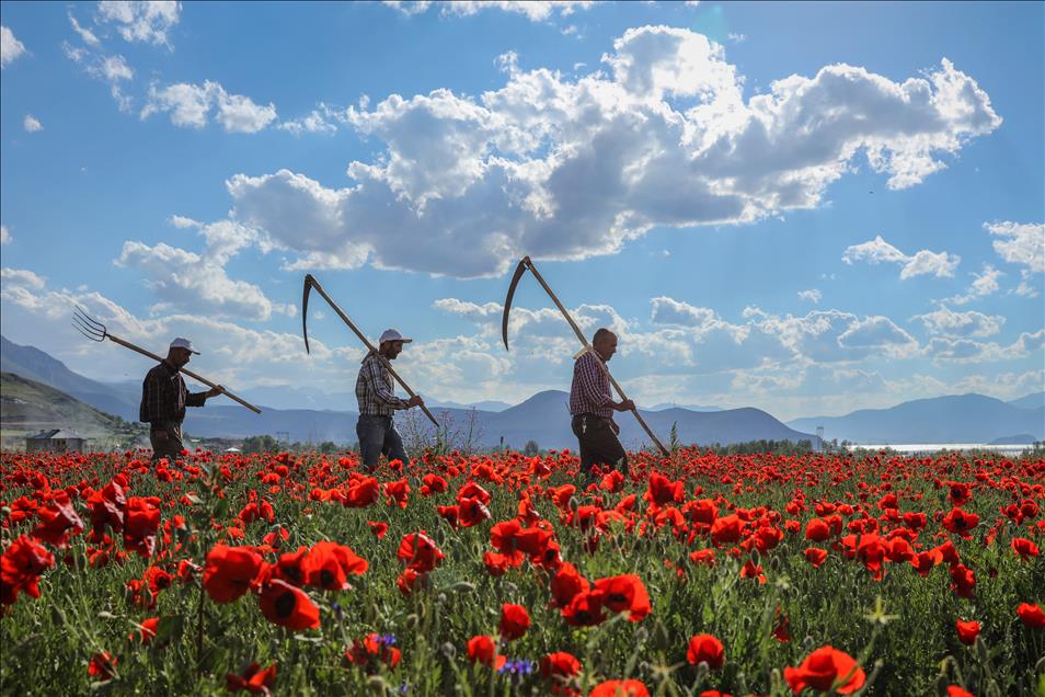 Red poppies at fields in Turkey's Van