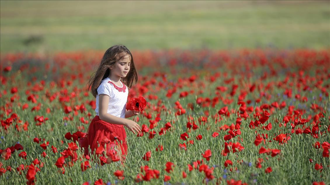 Red poppies at fields in Turkey's Van