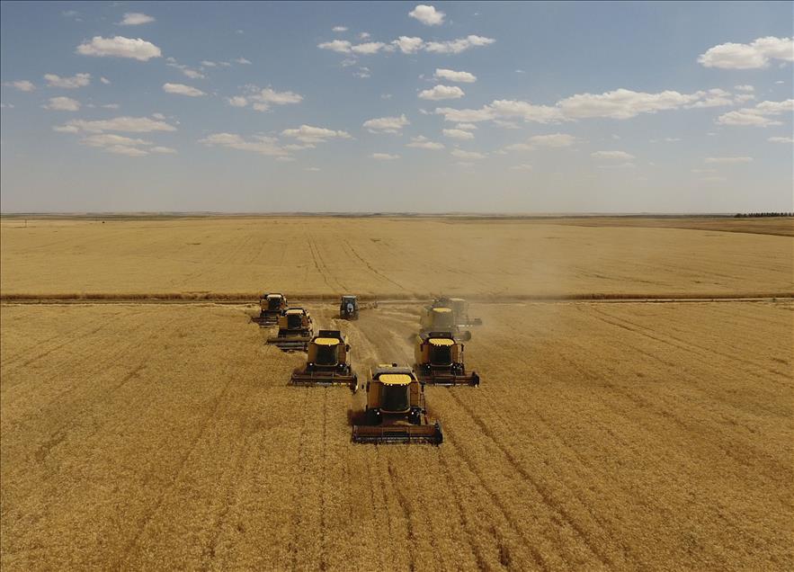 Wheat harvest in Turkey's Sanliurfa