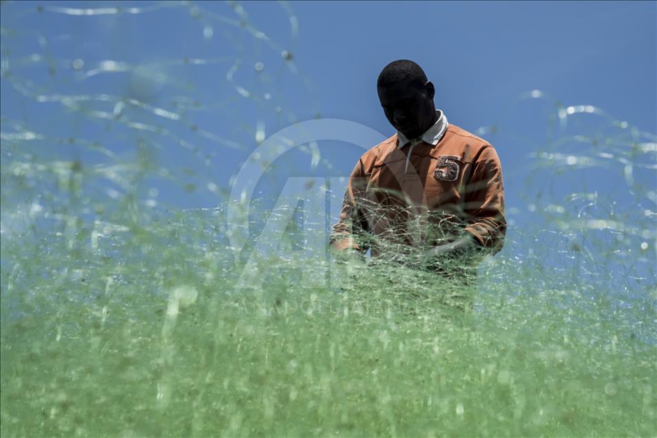 Senegal'de bir Fransız kenti; Saint-Louis