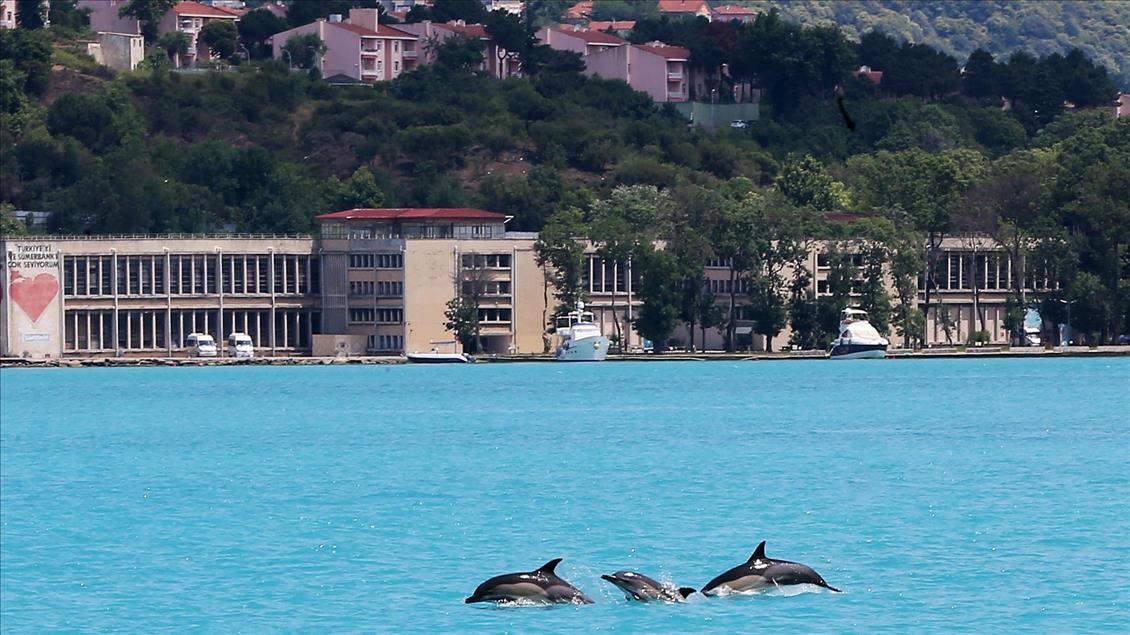 شنای دسته جمعی دلفین‌ها در تنگه بسفر استانبول
