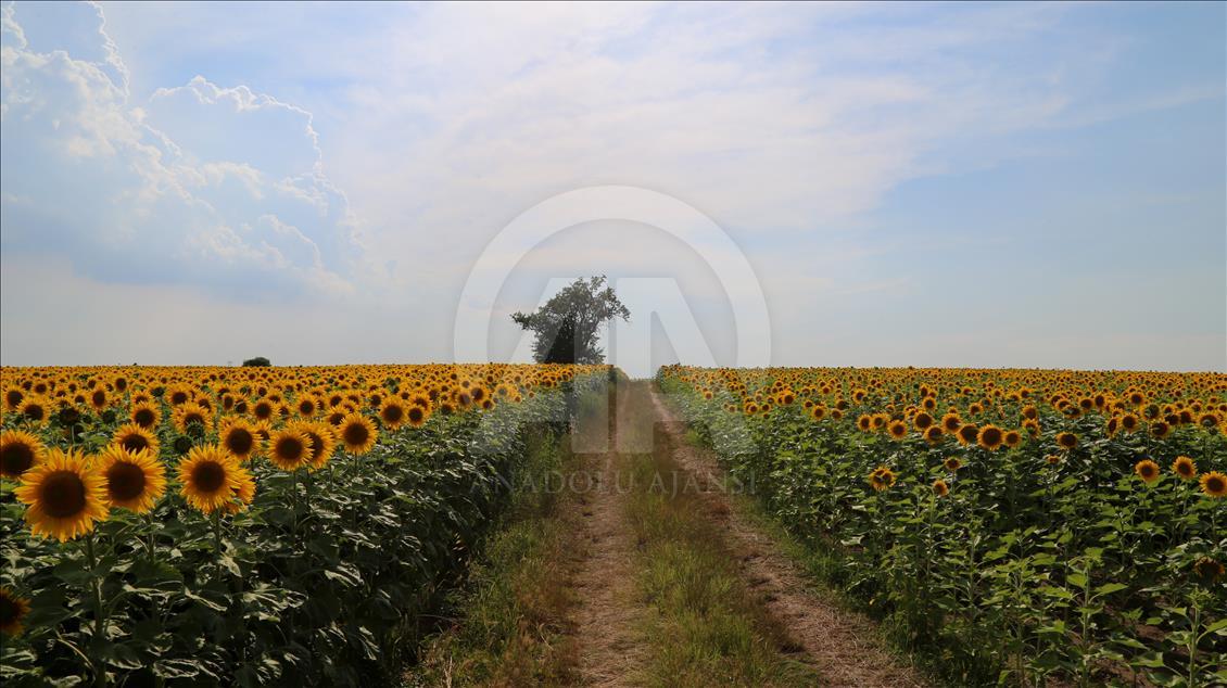 مزارع آفتابگردان منطقه تراکیه ترکیه