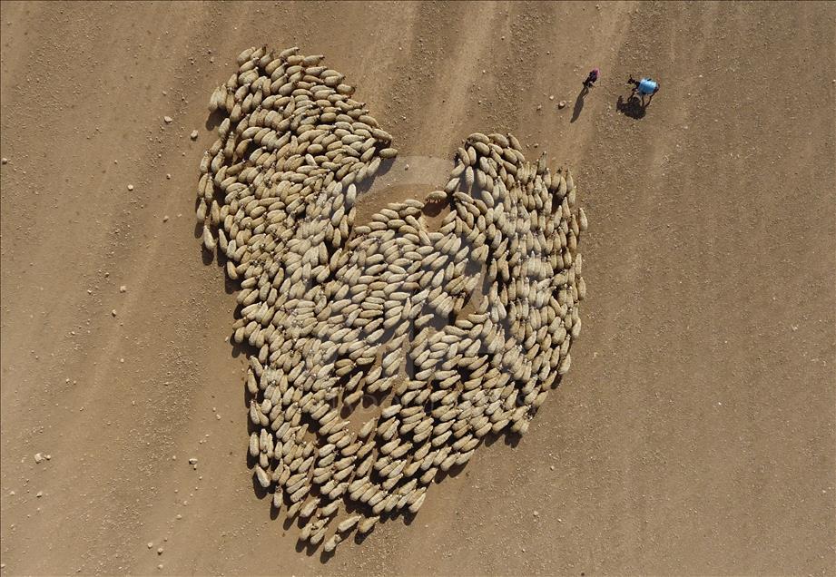 Herd of sheep in Turkey's Sanliurfa