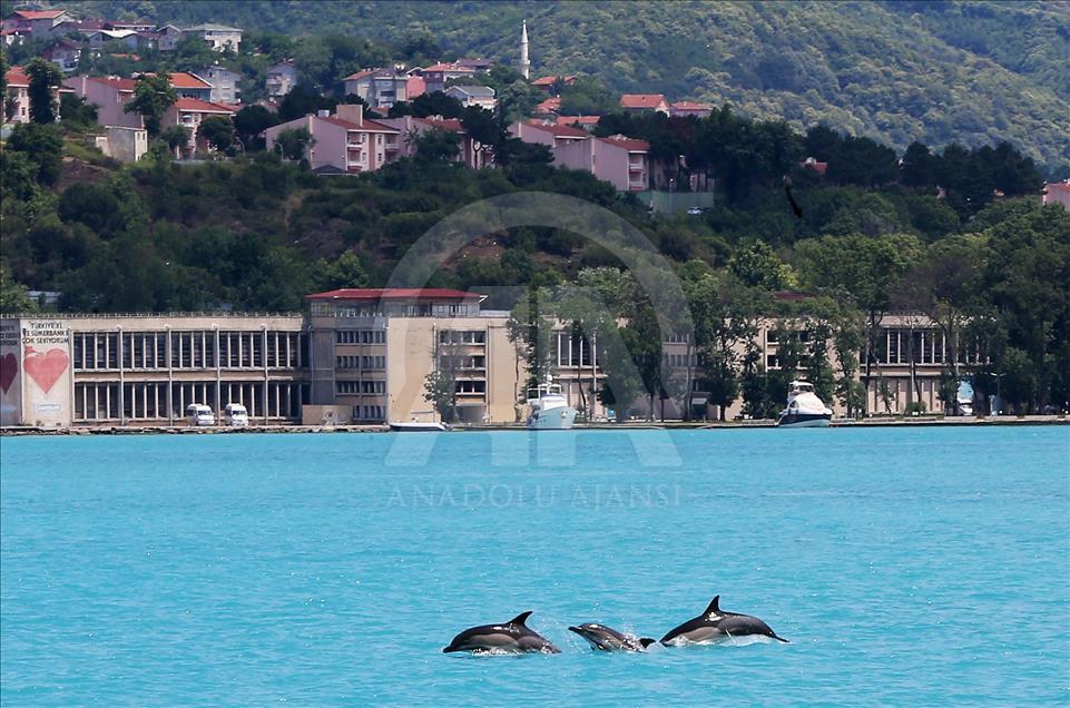Dolphins of Istanbul