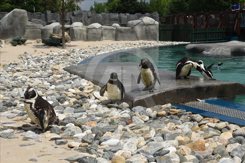 Bursa Hayvanat Bahçesi'nin yeni konukları fok ve penguenler