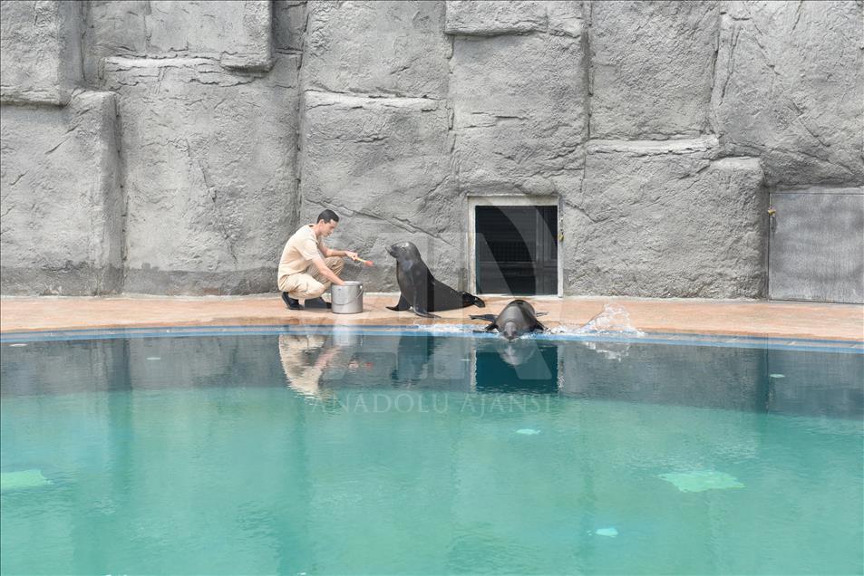Bursa Hayvanat Bahçesi'nin yeni konukları fok ve penguenler