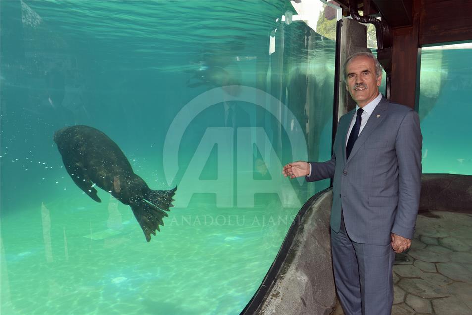 Bursa Hayvanat Bahçesi'nin yeni konukları fok ve penguenler