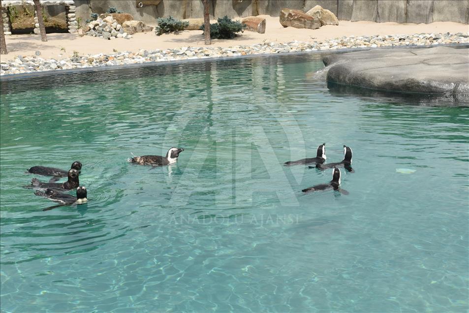 Bursa Hayvanat Bahçesi'nin yeni konukları fok ve penguenler