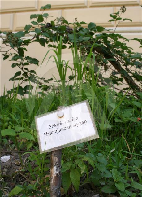 Novi Sad: U dvorištu Muzeja Vojvodine niče bašta sa praistorijskim biljkama 