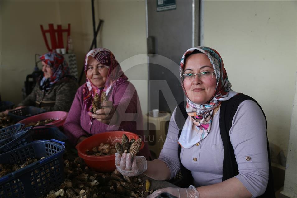 Türkiye'nin kuzu göbeği mantarı Avrupa sofralarını süslüyor