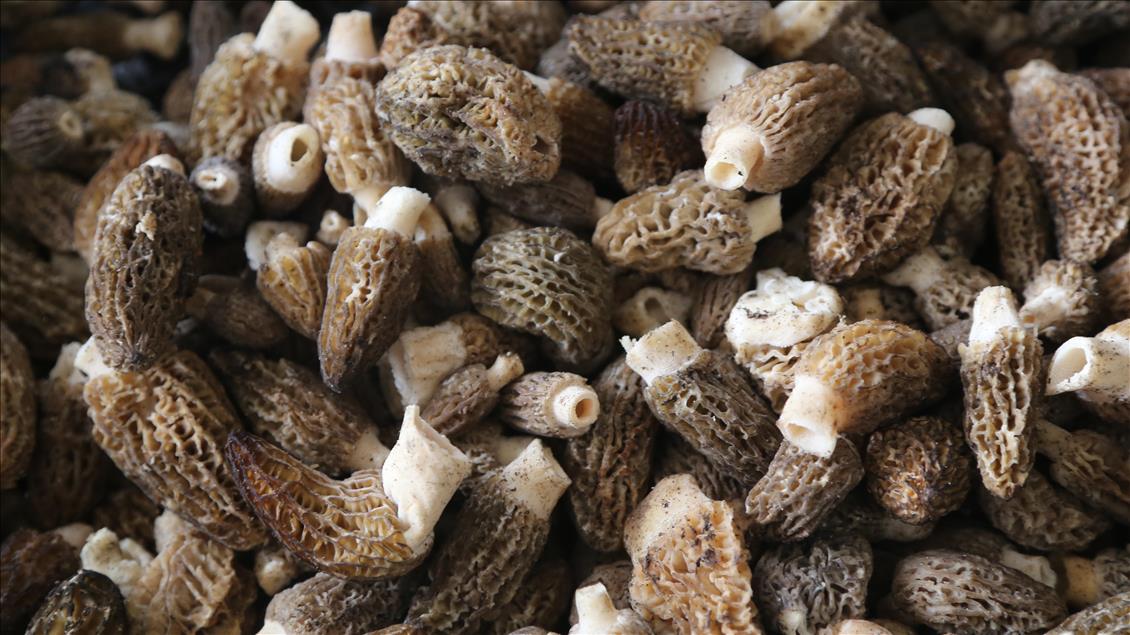 Türkiye'nin kuzu göbeği mantarı Avrupa sofralarını süslüyor
