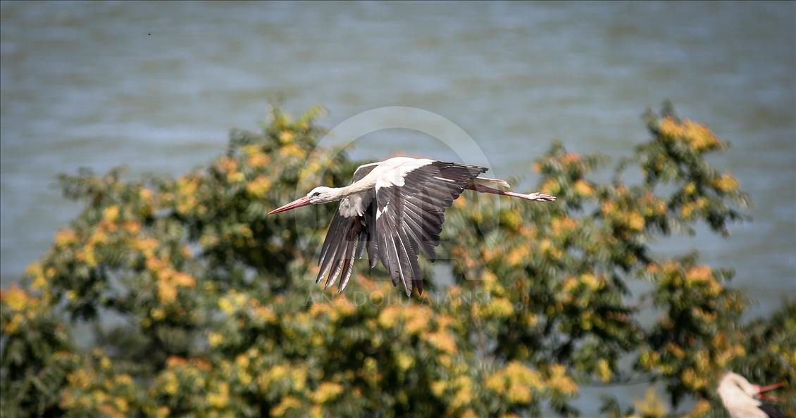 Storks of Turkey's Bursa province