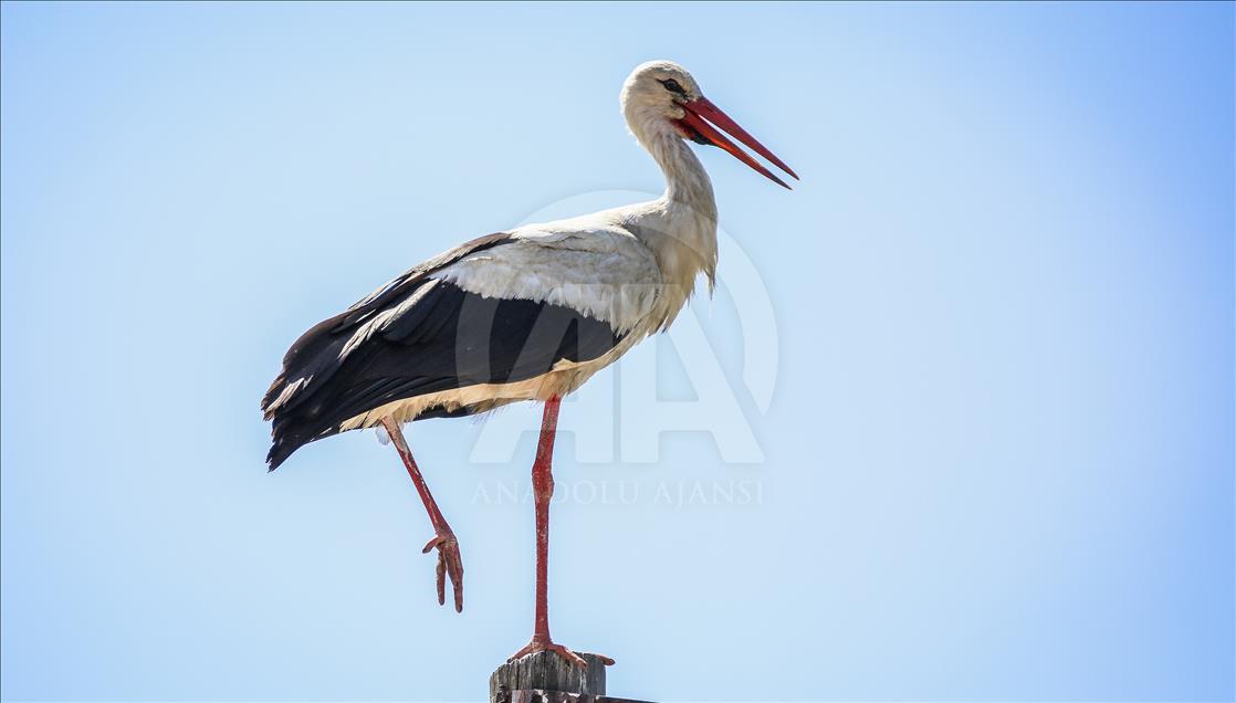 Storks of Turkey's Bursa province