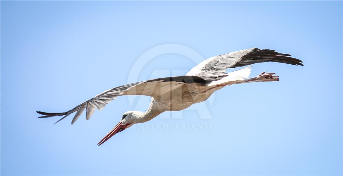 Storks of Turkey's Bursa province