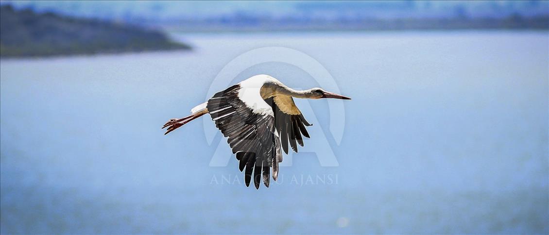 Storks of Turkey's Bursa province