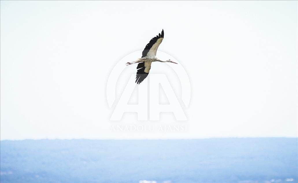 Storks of Turkey's Bursa province