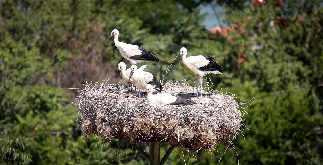 Storks of Turkey's Bursa province