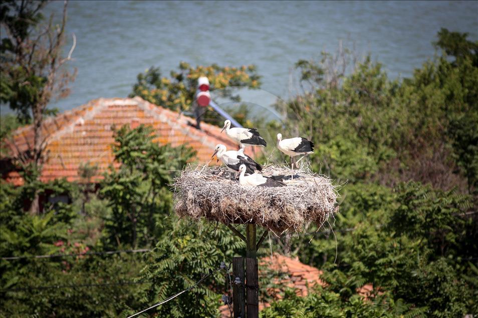 Storks of Turkey's Bursa province