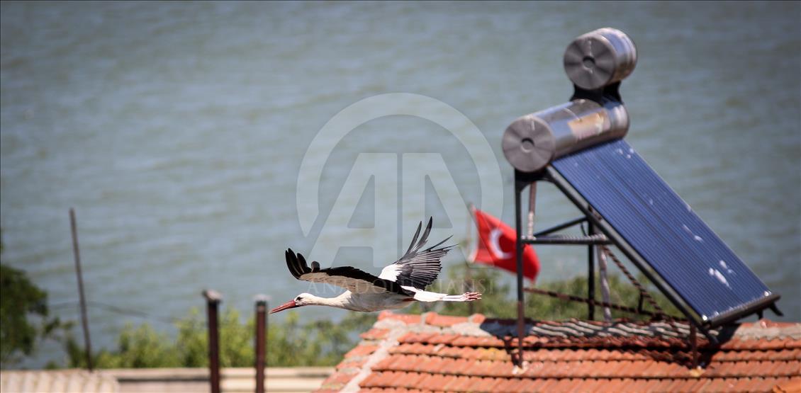 Storks of Turkey's Bursa province