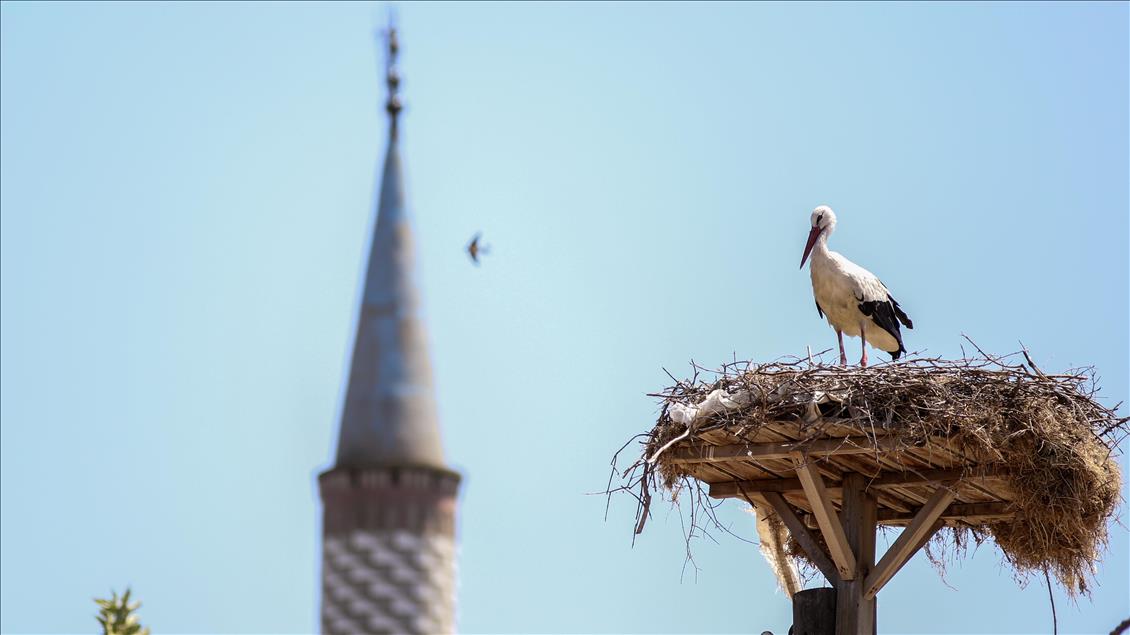 Storks of Turkey's Bursa province