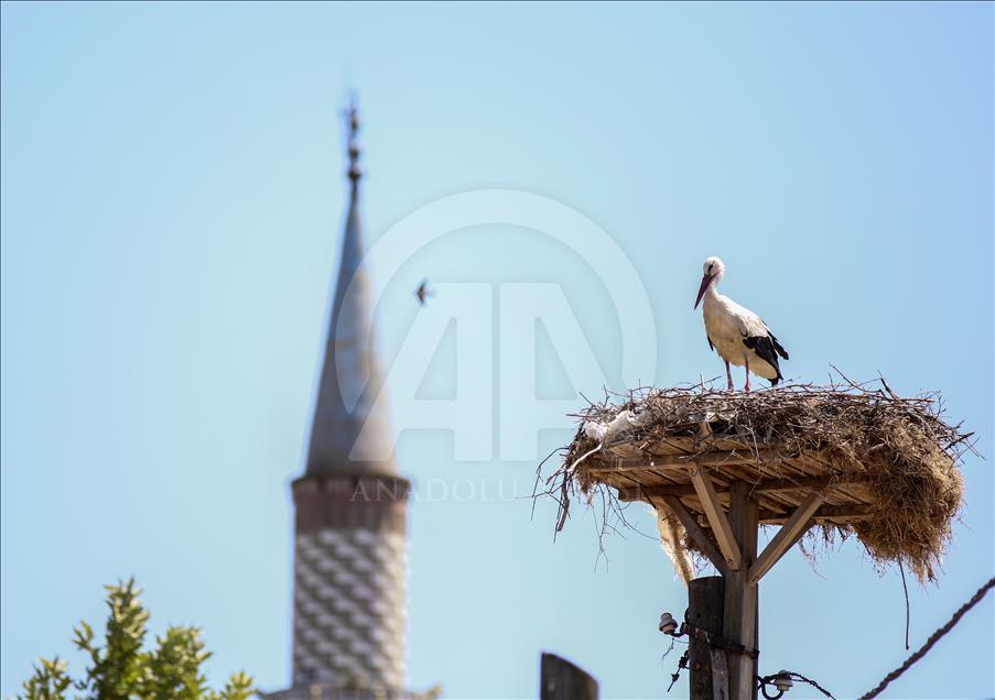 Storks of Turkey's Bursa province