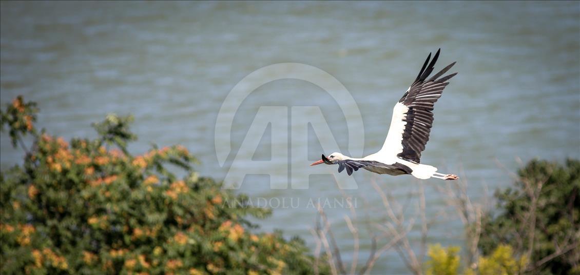 Storks of Turkey's Bursa province