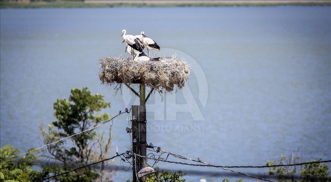 Storks of Turkey's Bursa province