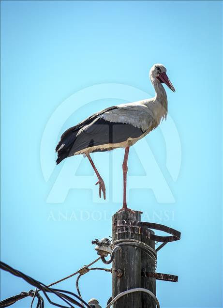 Storks of Turkey's Bursa province