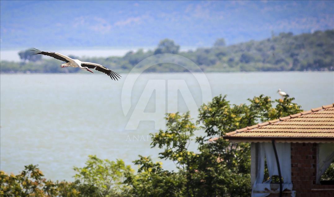 Storks of Turkey's Bursa province